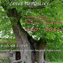 Mariánské Lázně: Ve městě se bude konat výstava fotografií nejmohutnějších památných stromů České republiky