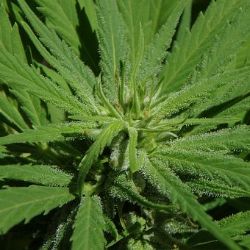 Mariánské Lázně: V bytě pěstoval konopí