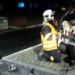 Mariánské Lázně: V opuštěném havarovaném vozidle byli nalezeni tři psi