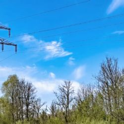 Máte stromy pod elektrickým vedením?