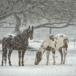Meteorologové varují před silným sněžením doprovázeným větrem