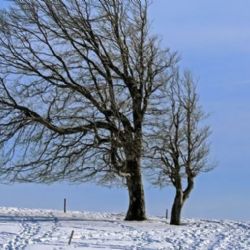 Meteorologové varují před silným větrem, sněhovými jazyky a novou sněhovou pokrývkou
