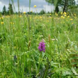 Minulý týden proběhlo otevření zrekonstruované naučné stezky Upolínová louka