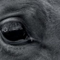 Na Tachovsku byla potvrzena nebezpečná nákaza koní