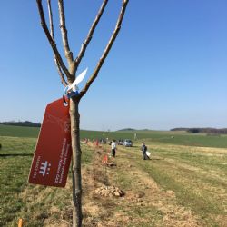 Nadace ČEZ přijímá do konce ledna žádosti o grant v programu Stromy 