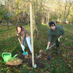 Nadace Partnerství i letos bude přispívat na podzimní výsadbu dřevin