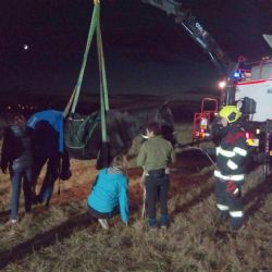 Nebanice: Hasiči pomáhali při vyproštění koně z bahna