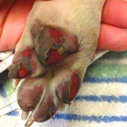 Neberte v těchto tropických dnech své psy do rozpáleného města