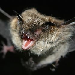 Netopýří noc u dolu Jeroným