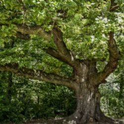 Nominace na Strom roku končí Dnem Země
