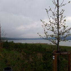 Nominujte svou Alej roku 2019. Uzávěrka je koncem října