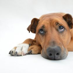 Nová aplikace na webu SVS usnadní vyhledávání ztracených psů