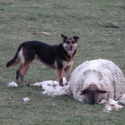 Nové Stanovice: V obci na začátku dubna zatoulaný pes napadl a usmrtil ovce