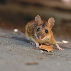 Novela zákona na ochranu zvířat zpřísnila tresty za používání i nabízení lepových pastí