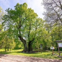 O titul Strom roku soupeří i Dolní popovská lípa