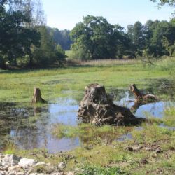 Obnova rybniční soustavy nejen pro našeho největšího čolka 