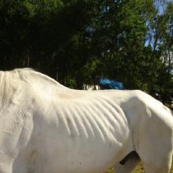 Odebrání koní nezodpovědné chovatelce na Plzeňsku