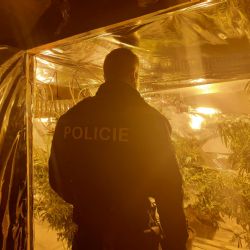 Odhalená pěstírna konopí na Sokolovsku