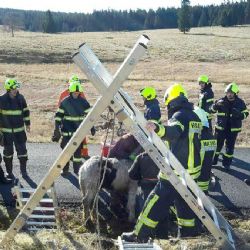 Osada Jelení (Krušné hory): Hasiči zachraňovali hříbě