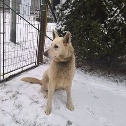 Ostrov: Dnes byl v ulici Mořičovská nalezen pes. Hledá se majitel 