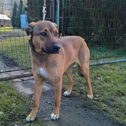 Ostrov: Dnes odchycená fenka. Hledá se majitel