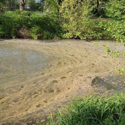 Ostrov: Hasiči vyjeli k likvidaci ropné látky na hladině rybníka