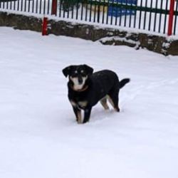 Ostrov: Hledá se fenka Fanny