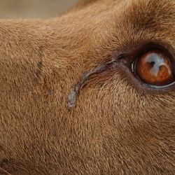 Ostrov: Pod vlivem alkoholu kopl do psa