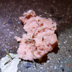 Ostrov: Strážníci varují. Dejte si pozor na své čtyřnohé miláčky