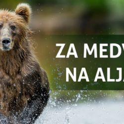 Ostrov: Za medvědy na Aljašku