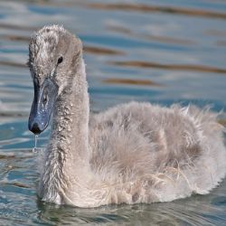 Ostrov: Zachráněné labutí mládě, pomoc starší ženě a uklidňování agresorů