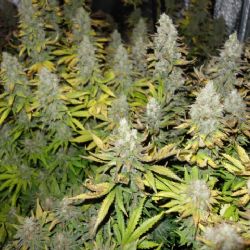 Pernink: Kriminalisté dnes ráno odhalili další pěstírnu