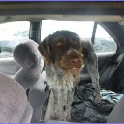 Pes zavřený v autě byl vystaven přehřátí 