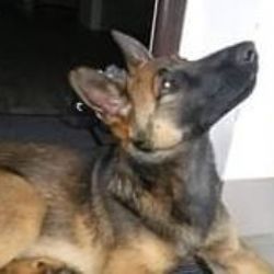 Plesná: Hledá se pes Skip