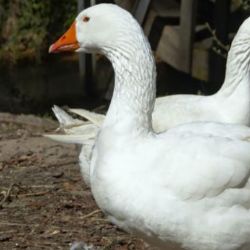 Po měsíci se objevilo ohnisko ptačí chřipky na Vysočině. Jde však o jiný typ