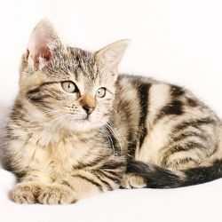 Podmínky pro cestování se zvířaty do zahraničí