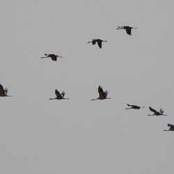 Podzimní migrace stěhovavých ptáků je riziková pro opětovný výskyt ptačí chřipky