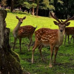 Pomozte lesu i zvěři