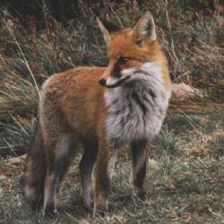 Pozor! V kraji řádí Měchožil bublinatý - tasemnice liščí