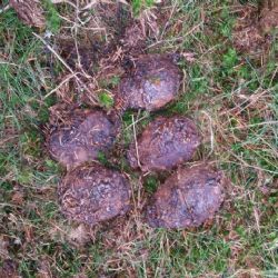 Přebuz: K nálezu munice byl povolán pyrotechnik