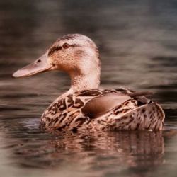 Ptačí chřipka je potvrzena v dalších dvou lokalitách