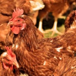 Ptačí chřipka je v Polsku. SVS tomu přizpůsobí své kontroly