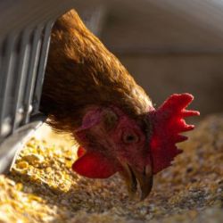 Ptačí chřipka zasáhla chov 175 tisíc nosnic 