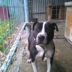 Region: Čekají na své páníčky a oni zase na ně