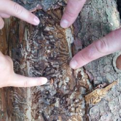 Region: Lázeňské lesy bojují s kůrovcovou kalamitou