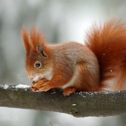 Region: Maskotem IX. zimní olympiády dětí a mládeže bude veverka