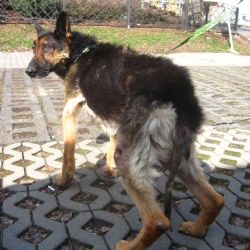 Region: Poděkování za záchranu týraného Brita