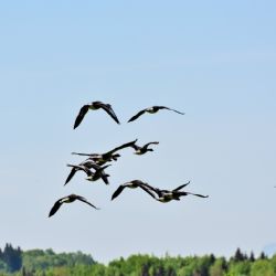 Riziko ptačí chřipky zvyšuje podzimní migrace stěhovavých ptáků