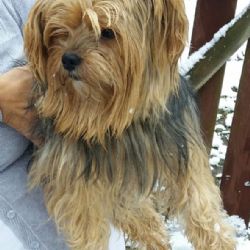 Rotava: Hledá se majitel pejska