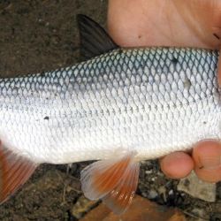 S podporou kraje se do Ohře vrací původní druhy ryb 